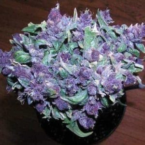 Buy Purple Haze In Bali